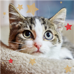 tabby kitten with stars tabby kitten with stars