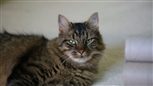 tabby cat tabby cat