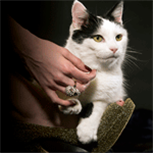 Outstanding Rescue Cats Outstanding Rescue Cats