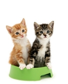 Two kittens Two kittens