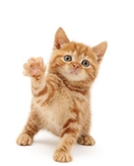 A ginger kitten waving A ginger kitten waving