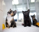 kittens in cats protection centre kittens in cats protection centre
