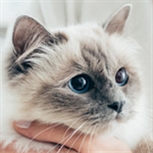 cat being held cat being held