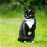 safe cat safe cat