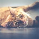 Cats Protection ginger cat Cats Protection ginger cat