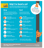 stray and feral cats stray and feral cats