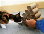 toilet roll toilet roll