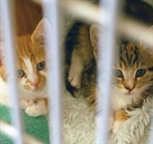 Cats in a pen