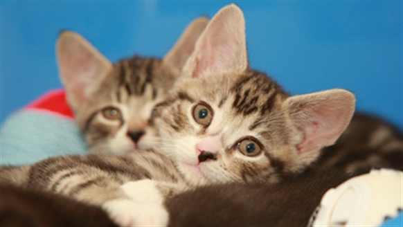 Kitten neutering