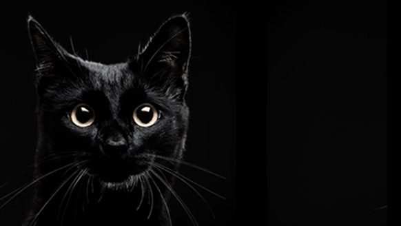 cats protection national black cat day