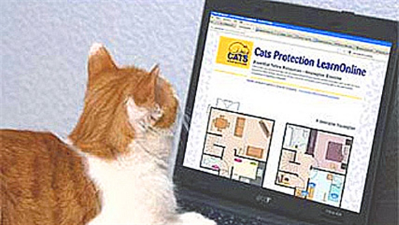 Cat using a laptop