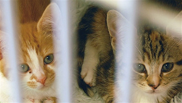 Kittens in a cage