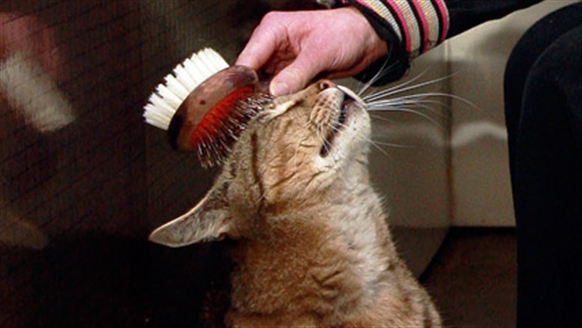 Cat enjoying a brush