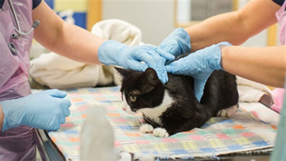 Black and white cat at the vets