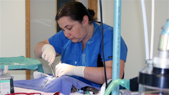 Kitten being neutered.