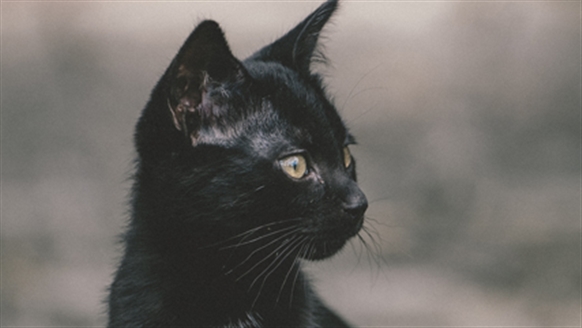 Cats Protection | National Black Cat Day