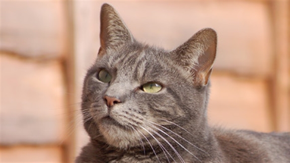 Cat Behaviour