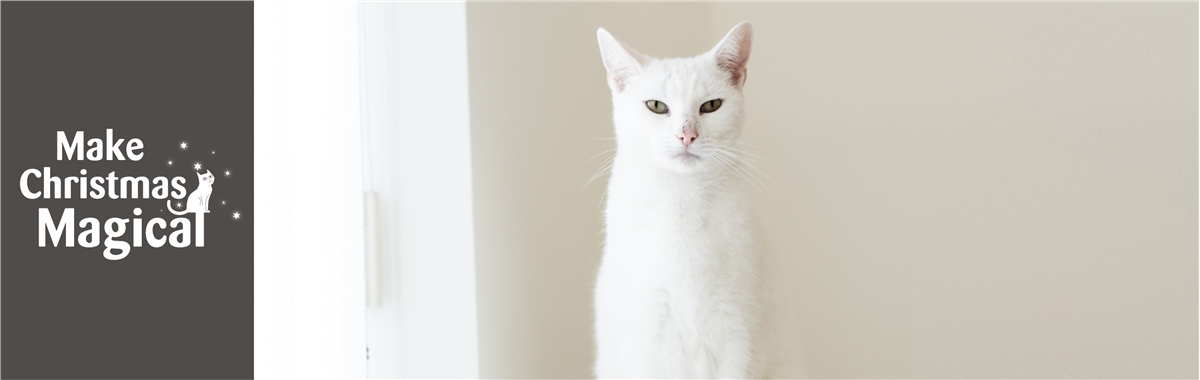 cats protection branches