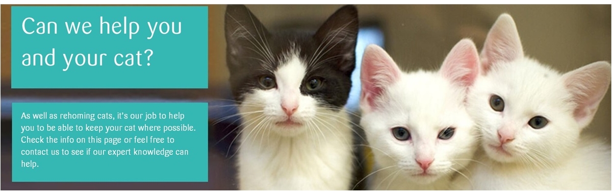 Cats protection sales kittens