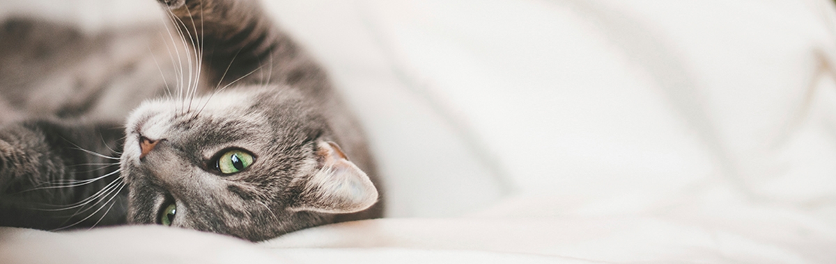 free kittens redbridge