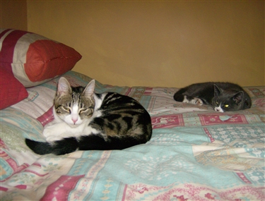 We love to see how your cats are getting on...... We love to see how your cats are getting on......