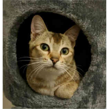 Mango the hitchhiking cat from Bangladesh settles in Basingstoke Mango the hitchhiking cat from Bangladesh settles in Basingstoke