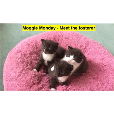 Moggie Monday - Meet the fosterer - Joyce