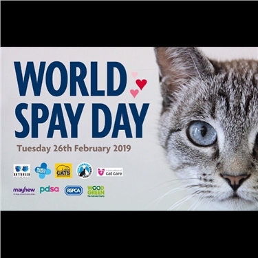 World Spay Day 