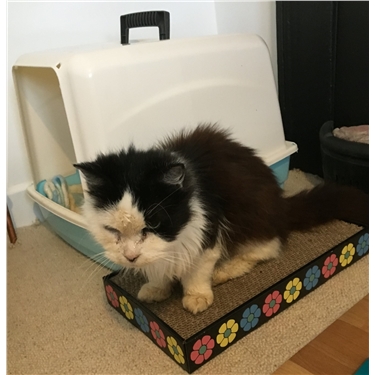 Please support Hectors Appeal Please support Hectors Appeal