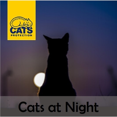 Cats at Night