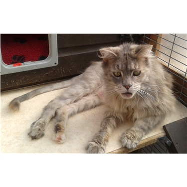 Neutering Update Neutering Update