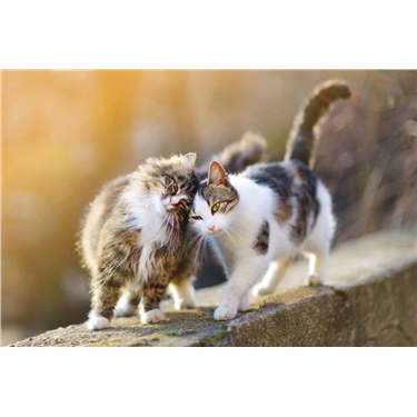 Volunteering Opportunities Now Available Volunteering Opportunities Now Available