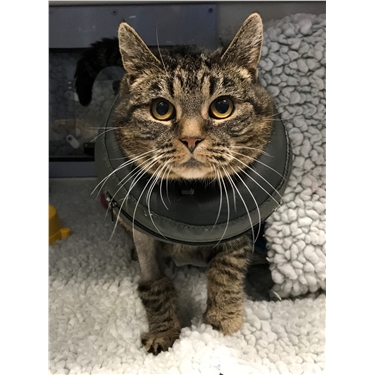 Meet Mo our sponsor cat Meet Mo our sponsor cat