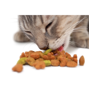 **FEED A FERAL - CAT FOOD APPEAL** **FEED A FERAL - CAT FOOD APPEAL**