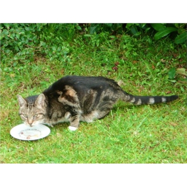A Rescued Cat Reunited with its Owners A Rescued Cat Reunited with its Owners