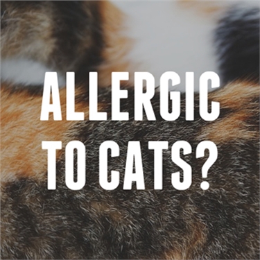 Oh-no! Allergic to cats!