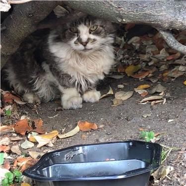 Feral Cat Feral Cat