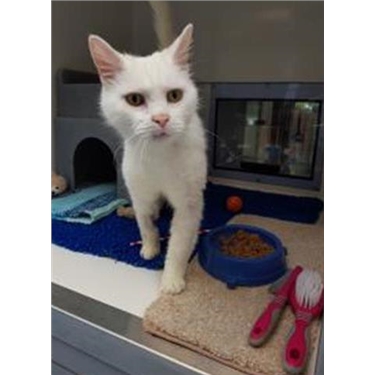 Alfie is Cat of the Month Alfie is Cat of the Month