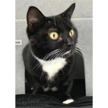 Skye: Cat of the Month Skye: Cat of the Month
