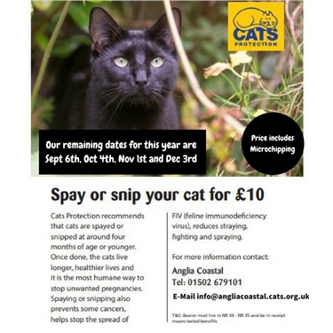The Importance of Neutering and Microchipping your cat The Importance of Neutering and Microchipping your cat