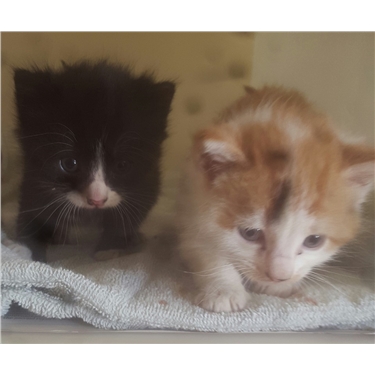 Kittens found in Newport skip