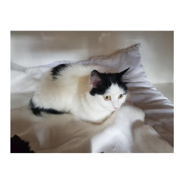 Featured Cat of the Week - Bella Featured Cat of the Week - Bella