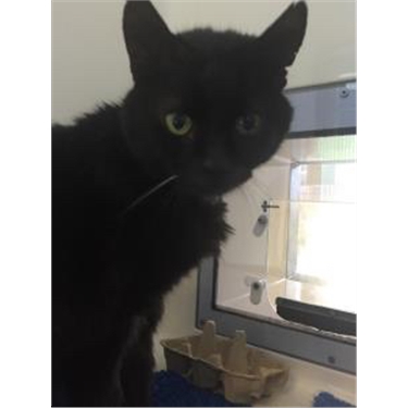 Mature cats with love to give Mature cats with love to give