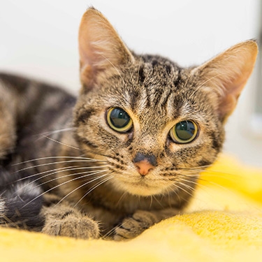 Blind cat Zenga needs a home Blind cat Zenga needs a home