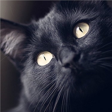 National Black Cat Day - 27th October 2018