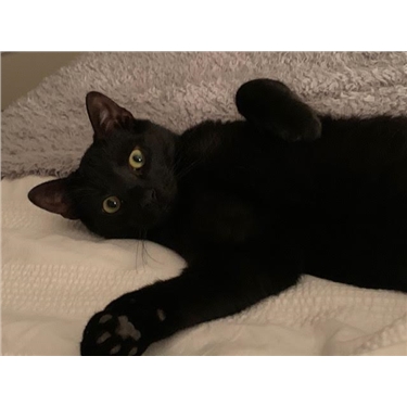 Leo’s Hands Free Homing story Leo’s Hands Free Homing story