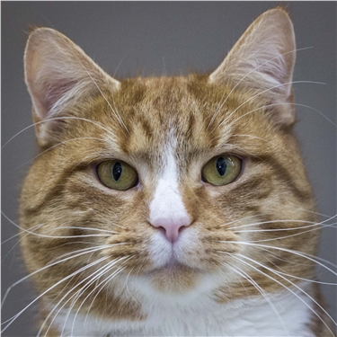 Do you love cats? Do you love cats?