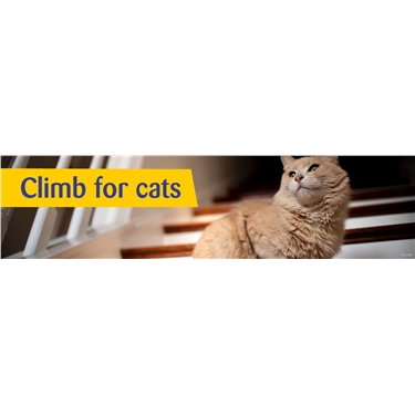 Climb for cats