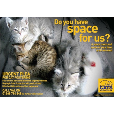 Cat fosterers wanted - please join our team Cat fosterers wanted - please join our team