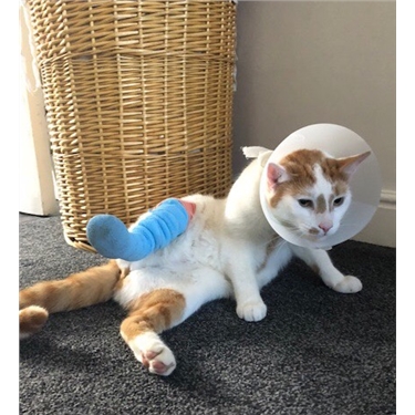 Special care case: Gizmos Story Special care case: Gizmos Story